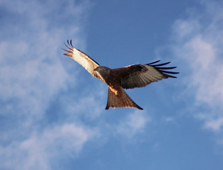 Red Kites of Wales, UK
