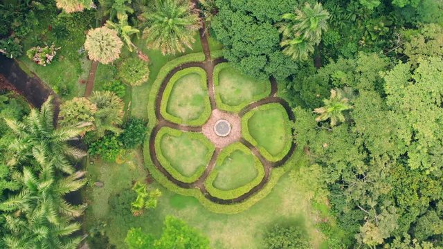 Birds eye view of a flowerr shaped bush