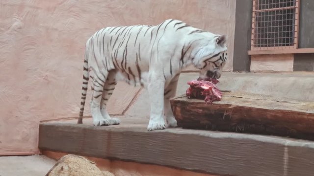 White tiger is eating meat. Slow motion.