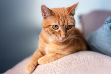 primer plano de gato atigrado acostado sobre una sofa