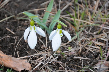 Snowdrops in the forest at the sunny day