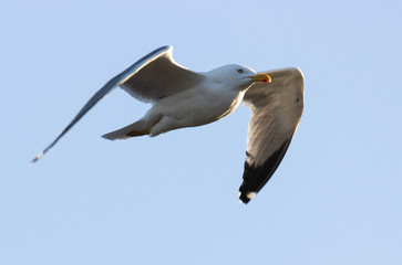 Bird Flights on the Spanish Coast!