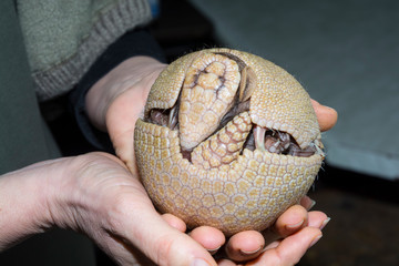 Young southern three-banded armadillo in hand of a zookeeper