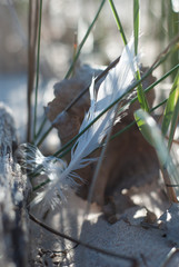 Feather on the Beach