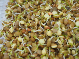 Lentil sprouts with a few days os grrowing