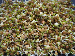 Lentil sprouts with a few days os grrowing