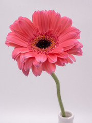 beautiful pink gerbera daisy flower isolated on white background