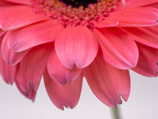 beautiful pink gerbera daisy flower isolated close up