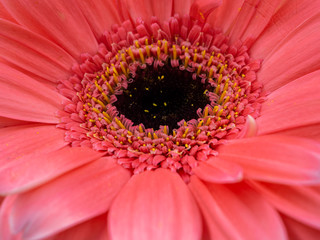 beautiful pink gerbera daisy flower isolated close up