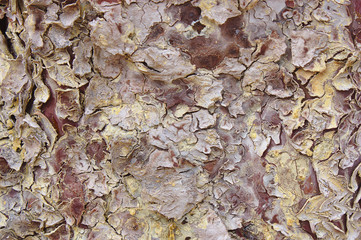 Close-up of a tree bark