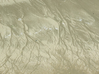 raíces de árboles en la arena