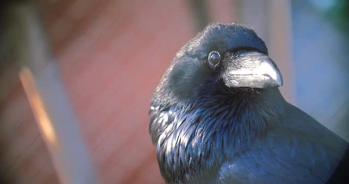 Corvus corax clarionensis. Large common raven head closeup. Black raven eyes and beak macro. Wild bird close up. Black crow head close up. Black crow looking straight into camera