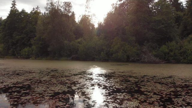 Duckweed water caltrop chestnut covered lake sunset backlight over water dolly