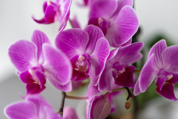 Fototapeta na wymiar Knabenkräuter - Orchideen