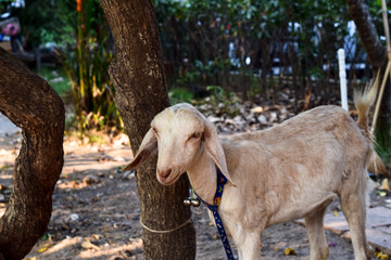 Naklejka premium goat tied to a tree