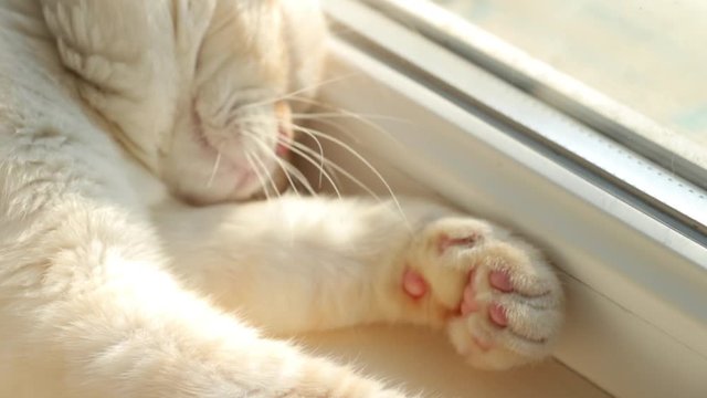 Sleepy cream-colored british cat lying in the sun. British cat with pink nose and pink paw pads. Cat wash and stretch. Window and light background. Sunny day.
