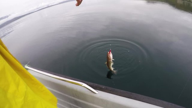 Cod fish catch on a hook from boat on Northern arctic Norway fjord slow motion