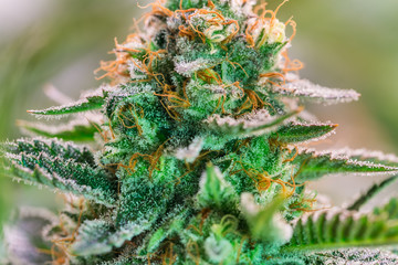 HDR close up shot of a cannabis plant blossom