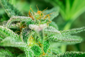 HDR close up shot of a cannabis plant blossom