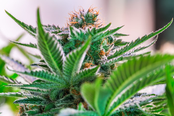 HDR close up shot of a cannabis plant blossom