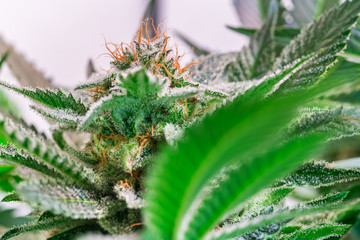 HDR close up shot of a cannabis plant blossom