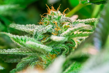 HDR close up shot of a cannabis plant blossom
