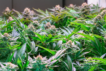 HDR close up shot of a cannabis plant blossom