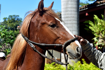 Caballo