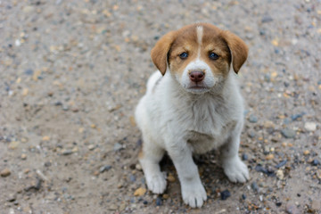 Kind, cute, small, hungry, poor, abandoned, homeless puppy wants to eat and find a master. The concept of protecting stray animals.