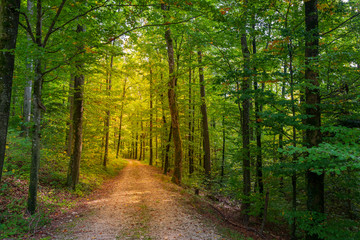 Obraz premium Ścieżka w zielonym lesie w słońcu