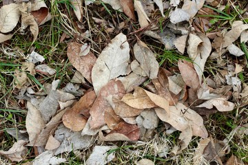 A close view of the brown autumn leaves on the ground.