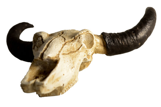 Isolated Rams Skull