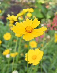 Beautiful yellow flowers of Lance-leaved coreopsis (Coreopsis lanceolata) in the garden.