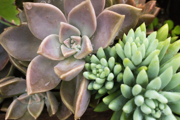 Succulents plants with water drops