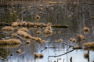 beautiful landscape of marshland