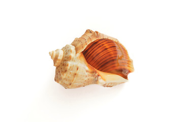 Empty sea whelk shell isolated on white background, with discreet shadow.