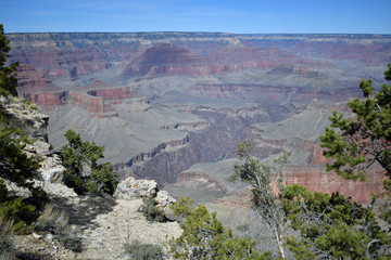 Fototapeta na wymiar Trees growing on the edge of Grand Canyon