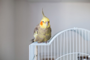 Cockatiel. Portrait, cute and curious young cockatiel, close up.