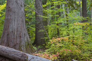 Obraz premium path in the forest