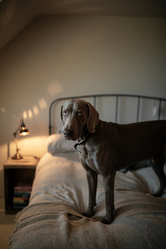 Dog on bed