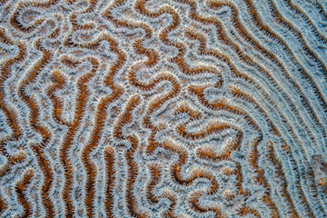 Groved brain coral