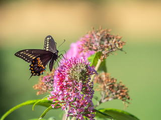 Black swallowtail butterfly in summer