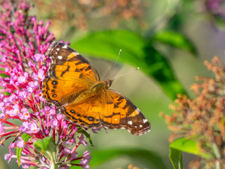 Red admiral butterflu in summer