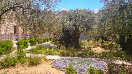 Gethsemane gardens at the foot of the Mount of Olives in Jerusalem