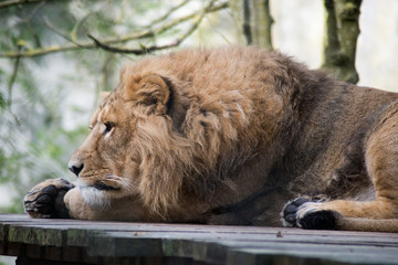 portrait of lion napping on wooden terrace