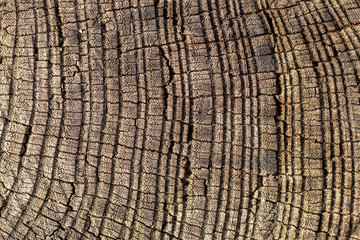 Fototapeta premium Close Up Old Weathered Brownish Wood Texture