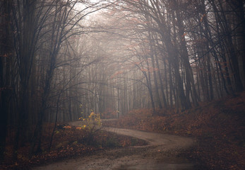 Obraz premium forest in fog