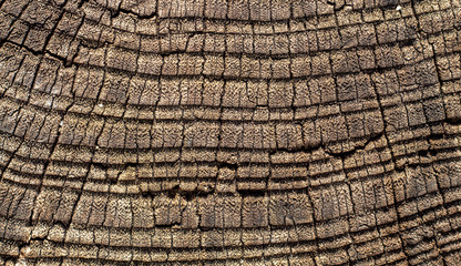Fototapeta premium Close Up Old Weathered Brownish Wood Texture