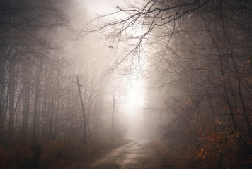 fog in the forest