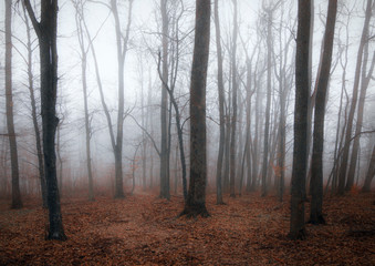 Fototapeta premium fog in the forest